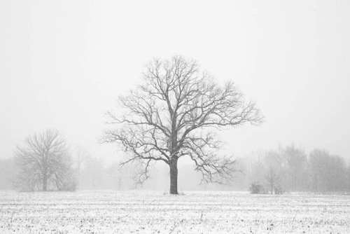 Old Growth Oak Great Swamp National Wildlife Refuge New Jersey (SA).jpg